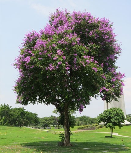 LOCALLY GROWN TREES